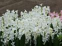 Hyacinths_pinkand white